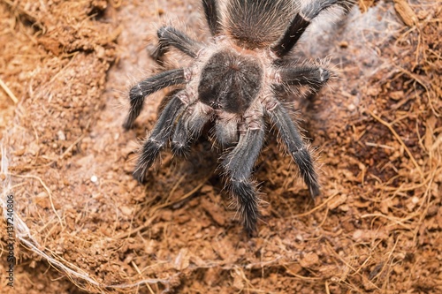Dangerous tarantula spider in a special terrarium. Macro shot.