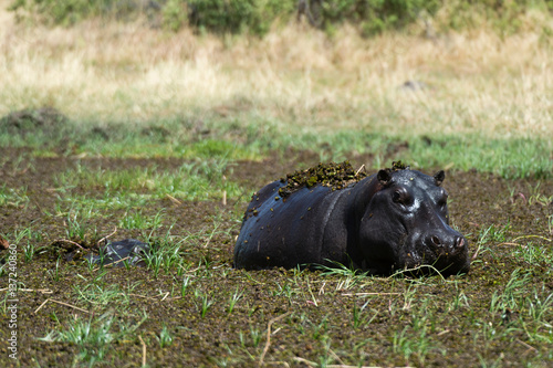 Hippopotamus (Hippopotamus amphibius) wallowing in deep mud, Khwai concession, Okavango delta, Botswana