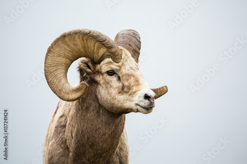 Wild Bighorn Ram against grey neutral background photo