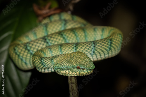 Pit Viper in Bako National Park Borneo, Malaysia