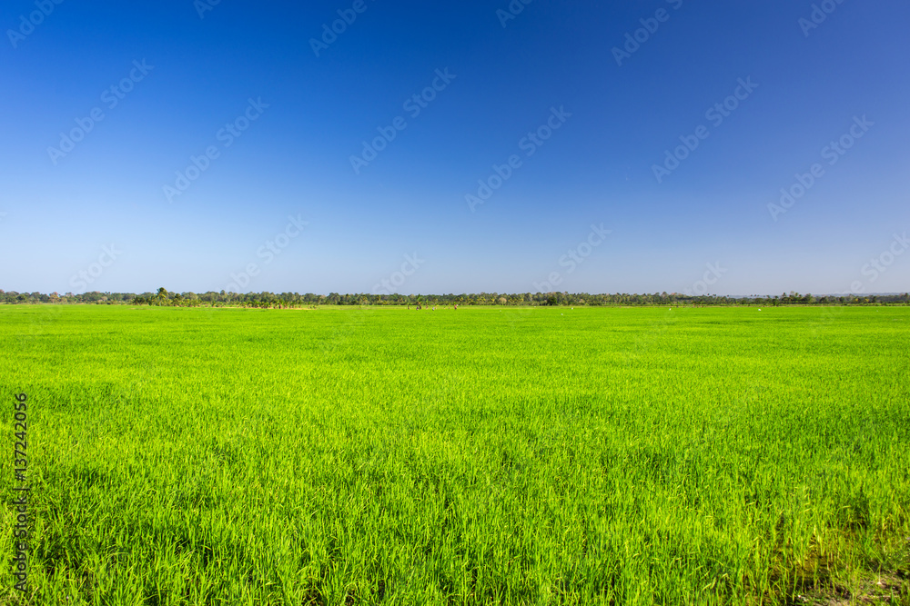 simple wonderful landscape, pure blue sky and emerald green grass. rice field simple wonderful landscape, pure blue sky and emerald green grass. rice field