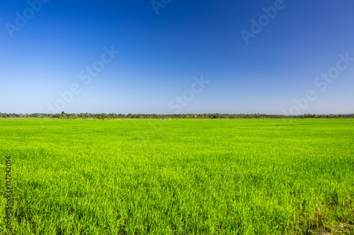 simple wonderful landscape  pure blue sky and emerald green grass. rice field