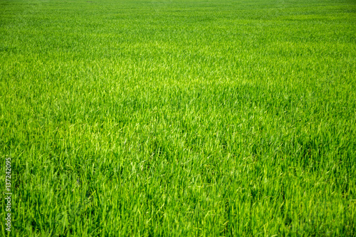 texture of green grass. Rice field