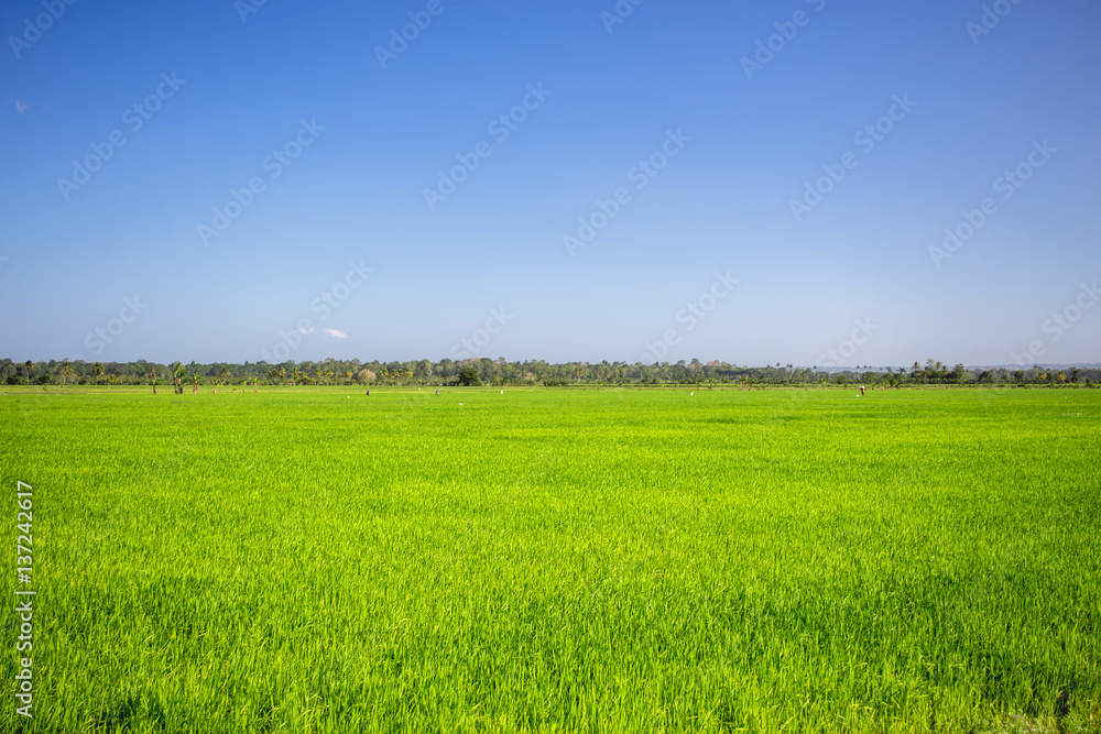simple wonderful landscape, pure blu sky and emerald green grass