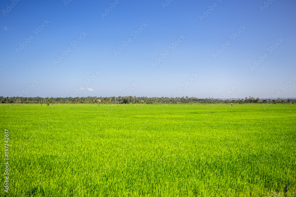 Obraz premium simple wonderful landscape, pure blu sky and emerald green grass