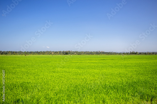 simple wonderful landscape  pure blu sky and emerald green grass