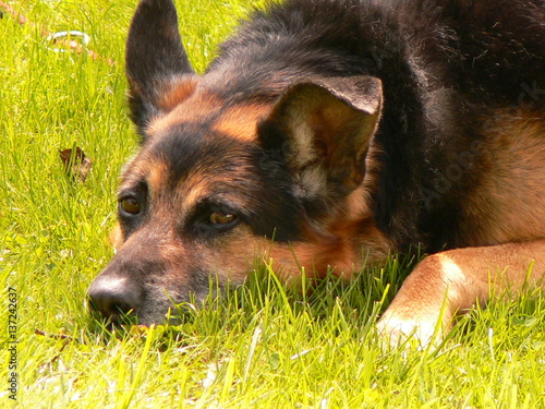 schäferhundmischling liegt im Gras