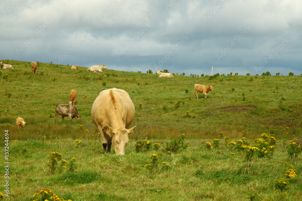 Obraz premium cows