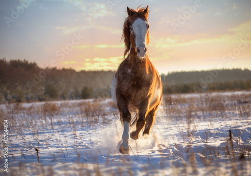 Fototapeta Naklejka Na Ścianę i Meble -  Red piebald horse runs forward on snow on sunset background