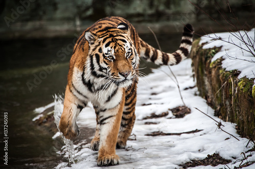 Sibirischer Tiger, Panthera tigris altaica, Amurtiger