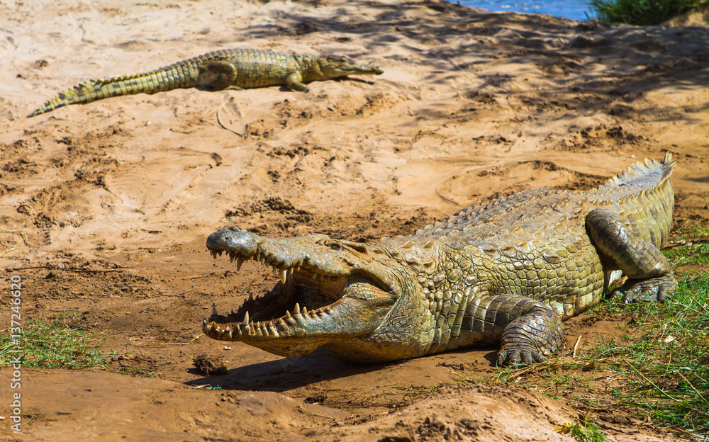 Fototapeta premium Crocodile in Tsavo East National park. Kenya.