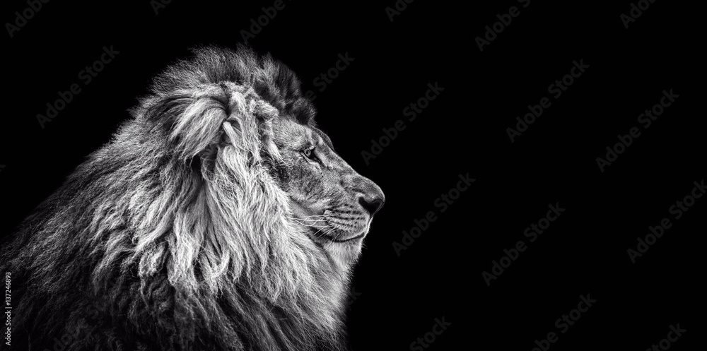 Naklejka premium Portret pięknego lwa, kota w profilu, lwa w ciemności