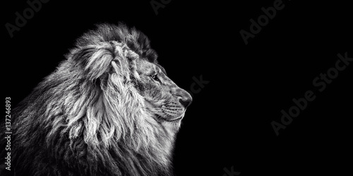 Portrait of a Beautiful lion, Cat in profile, lion in dark