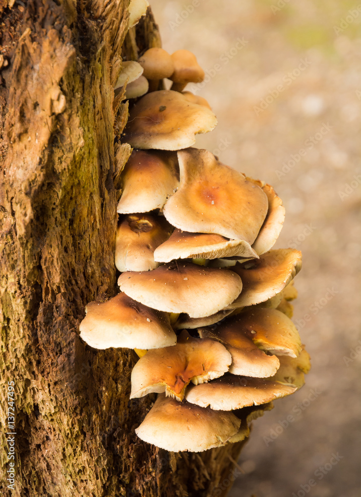 Polypore mushrooms on a rotten tree