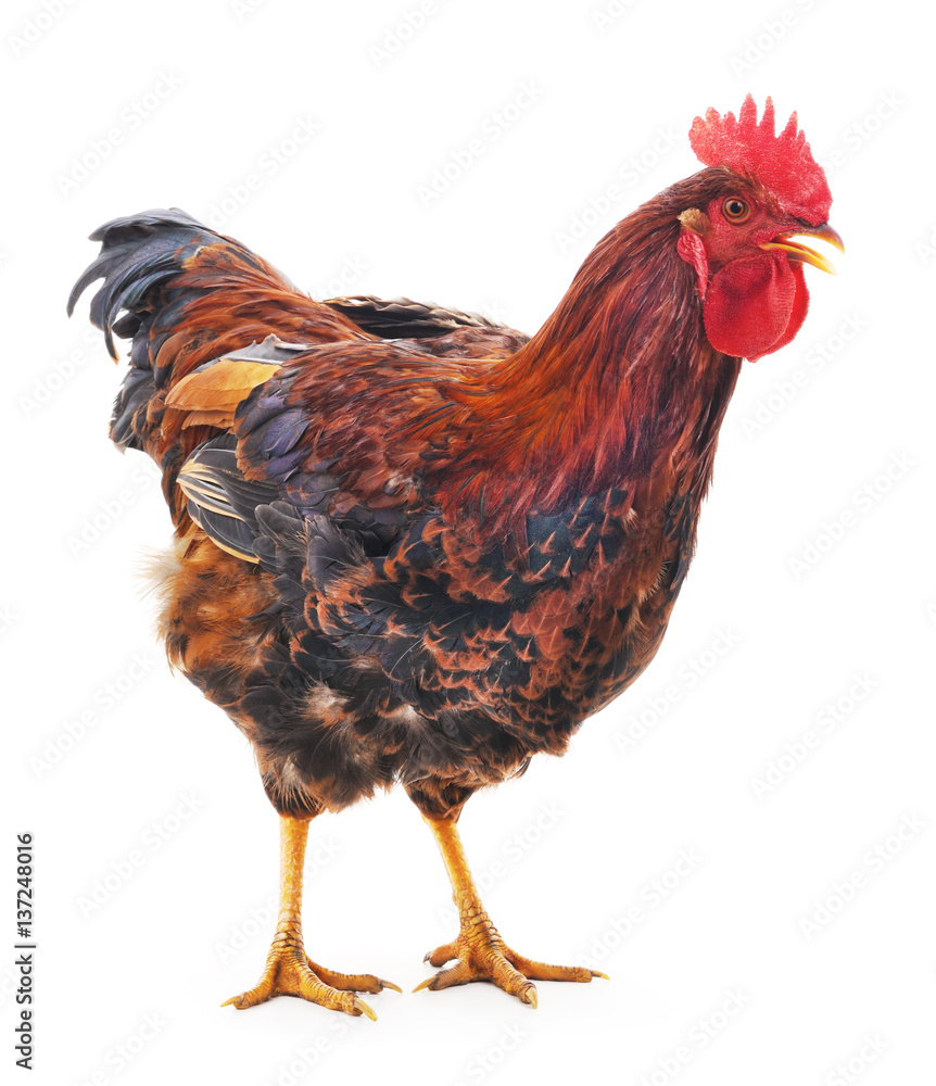 Fototapeta premium Red cock.