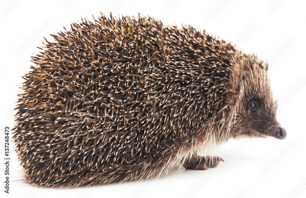 Big hedgehog. Big hedgehog.