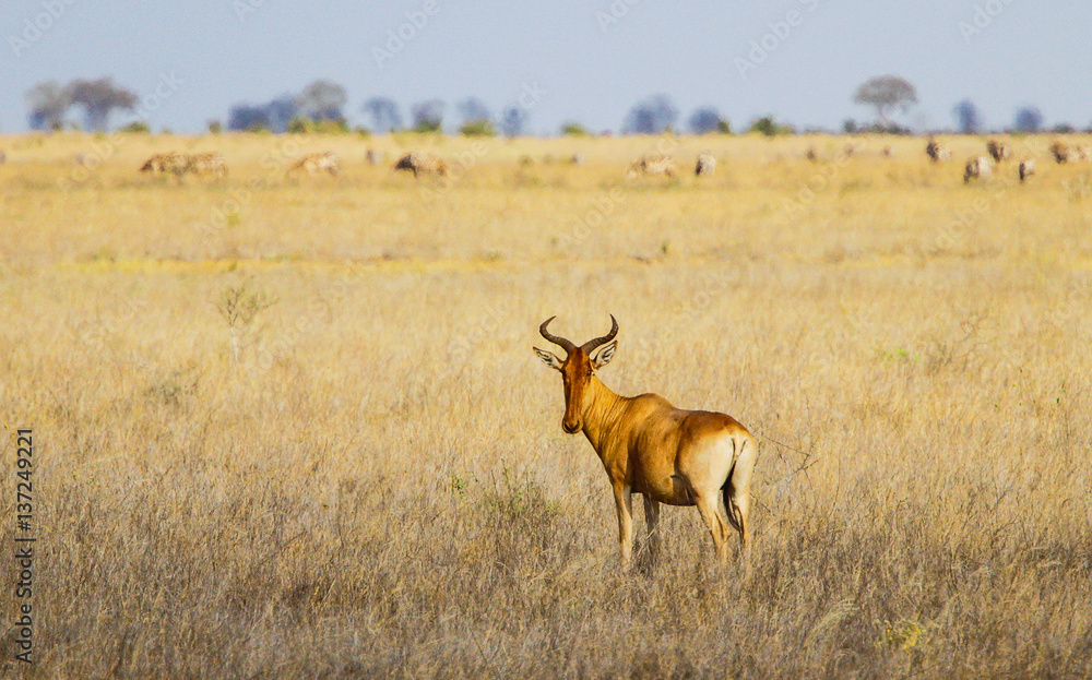 Naklejka premium Coke's hartebeest (Alcelaphus buselaphus cokii). Tsavo East park. Kenya.