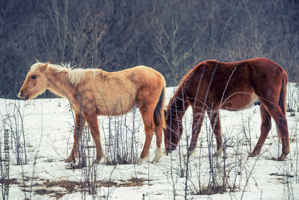 Pair of horses grazing in winter Pair of horses grazing in winter