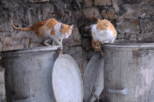 Fototapeta Naklejka Na Ścianę i Meble -  Two Stray Cats on the Garbage Container