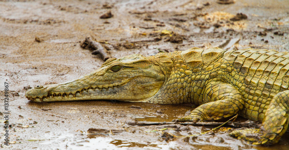 Naklejka premium Crocodile in Tsavo East National park. Kenya.