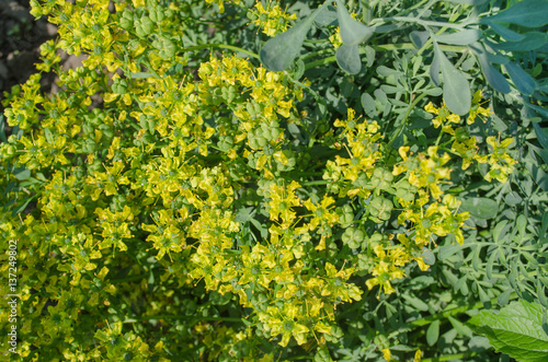 Flower of a common rue plant photo