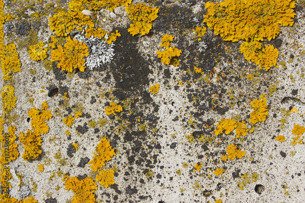 Close up view of beauty orange lichen on an old rock. Close up view of beauty orange lichen on an old rock.