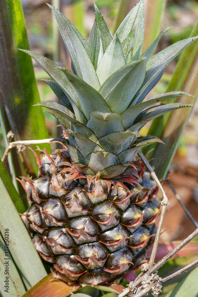 Chiang Rai province, northern Thailand, Asia, pineapple plantation Chiang Rai province, northern Thailand, Asia, pineapple plantation