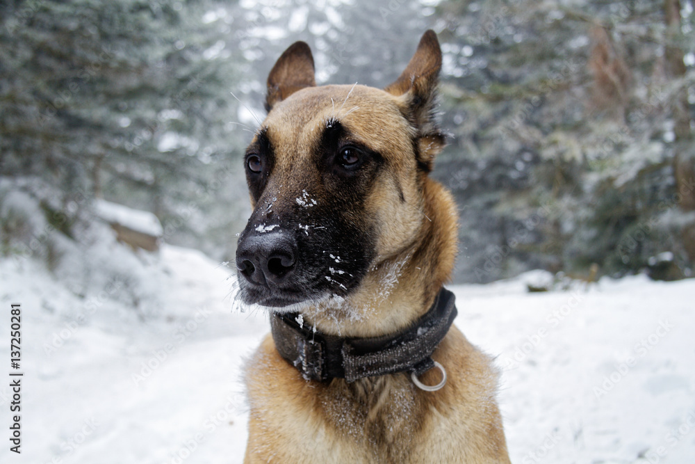 A pretty Belgian shepherd in the snow. A pretty Belgian shepherd in the snow.