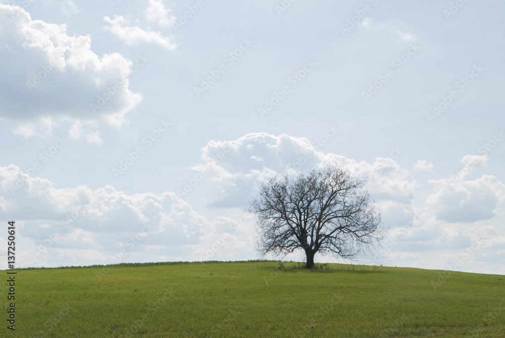 Obraz premium Bare tree