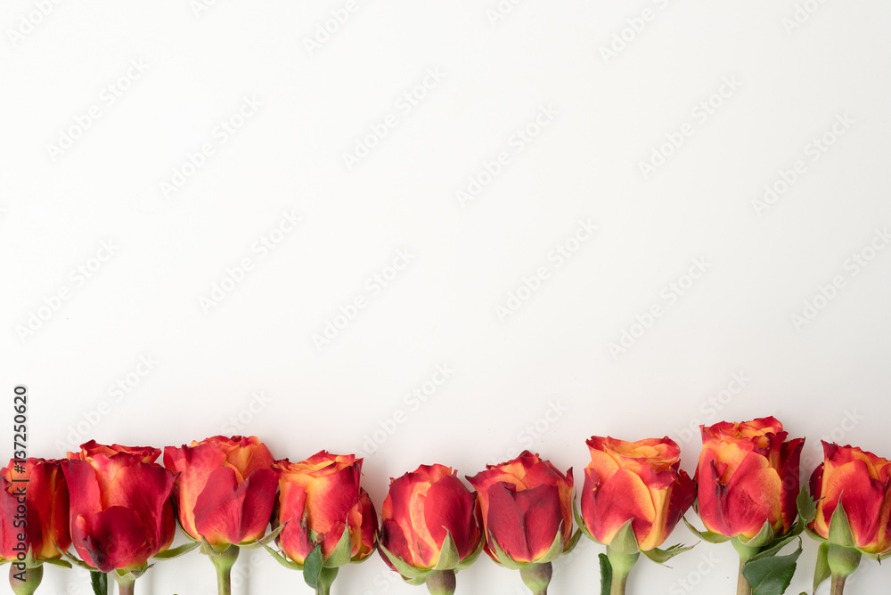 Fototapeta premium High angle view of red and orange rose blossoms arranged in a row on a white table - nature background