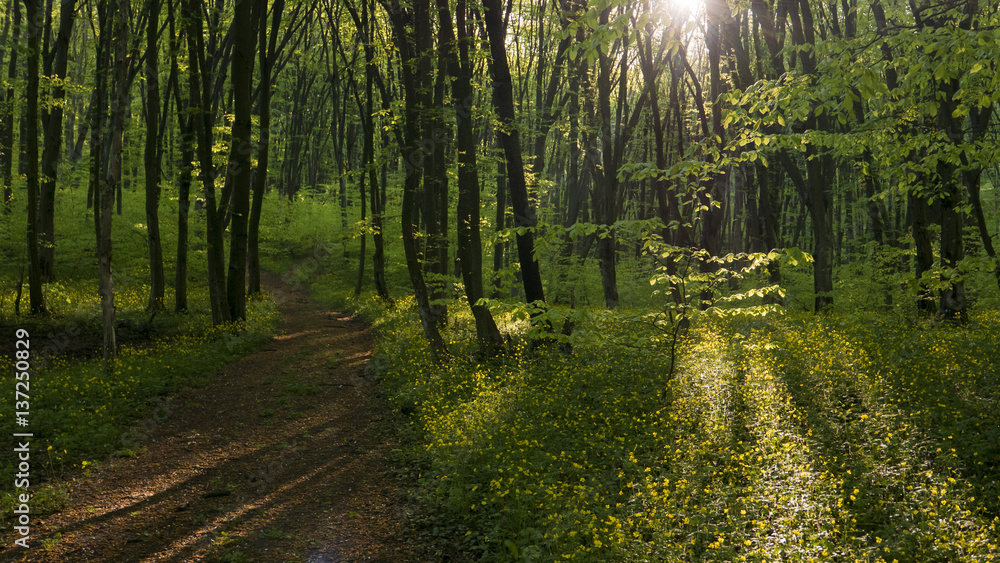 Obraz premium Peaceful forest path