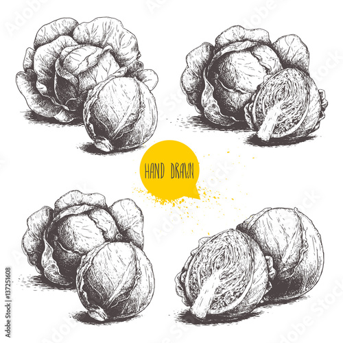 Hand drawn sketch style set of cabbages. Cabbage with leafs, cabbage head, half of cabbage. Organic fresh farm food vector illustration isolated on white background.