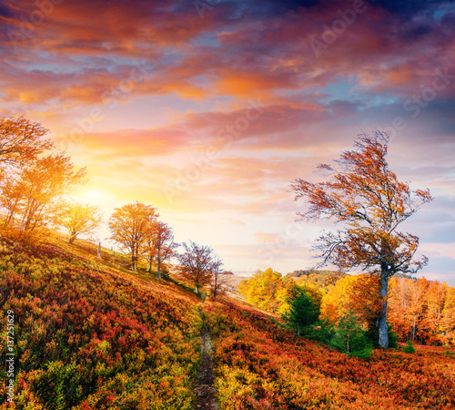 autumn alley. Fantastic cumulus clouds, dramatic sky. Sunset.