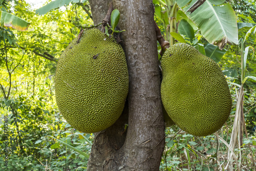 Chiang Rai province  northern Thailand  Asia  Jackfruit on the Tree  Plantation