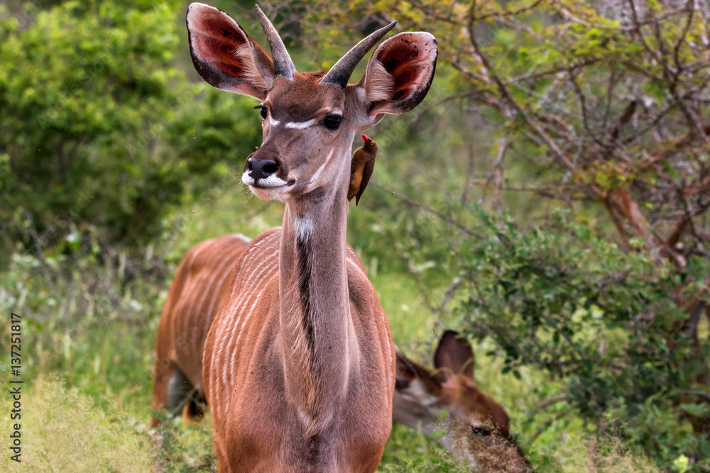 Fototapeta premium Antelope Kudu with oxpecker bird in Kruger National Park, South Africa
