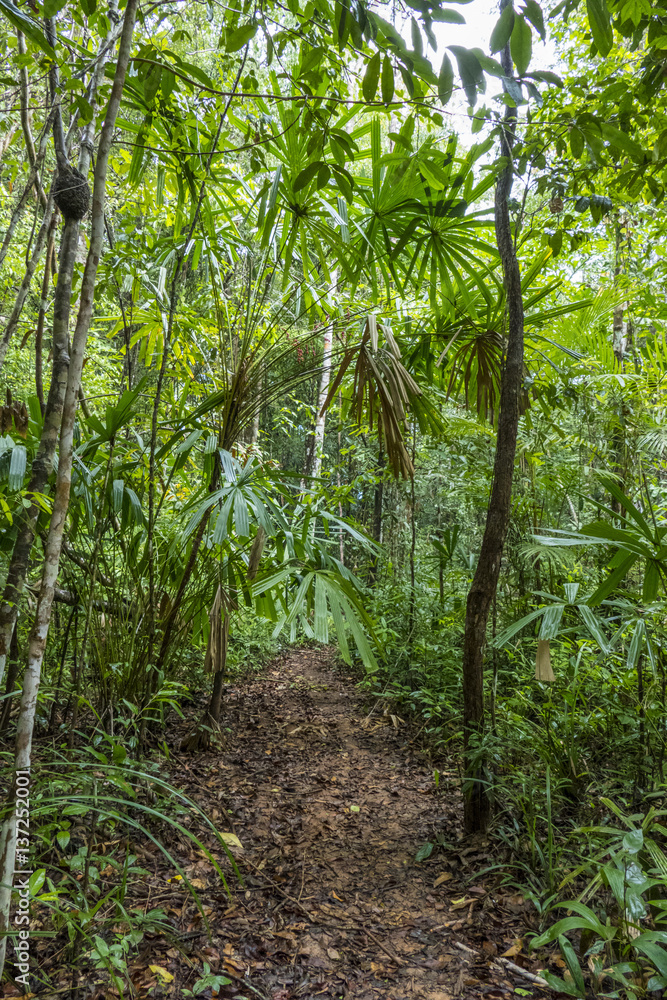 Naklejka premium Warm water streams Sa Morakot, Wildlive Sanctuary, Dong Fern, Fern Grove, Khao Pra, Bangkram Krabi, Thailand. Southeast Asia