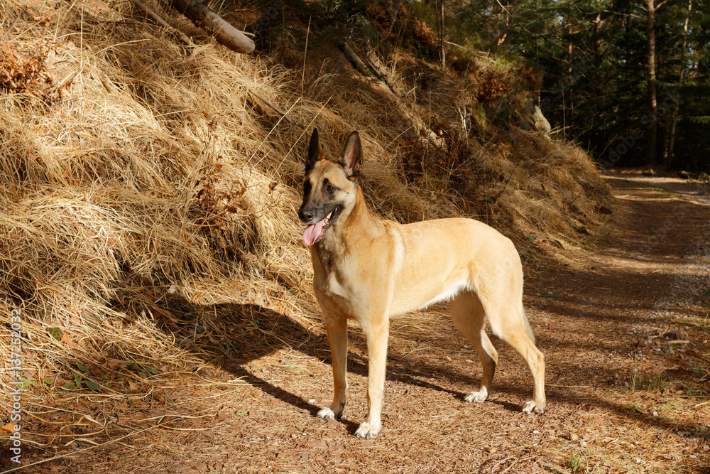 A Belgian shepherd on a forest road. A Belgian shepherd on a forest road.