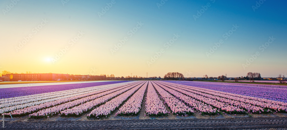 Sunset over fields of daffodils. Holland