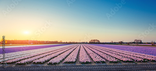 Sunset over fields of daffodils. Holland