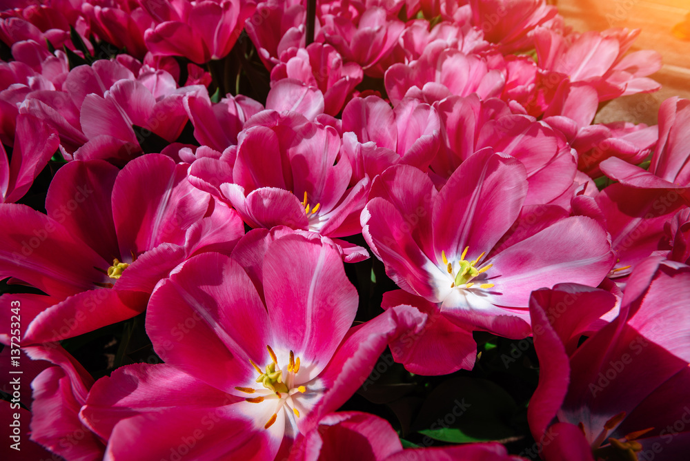 Flower field with colorful tulips. Tulipa Domino. Flower field with colorful tulips. Tulipa Domino.