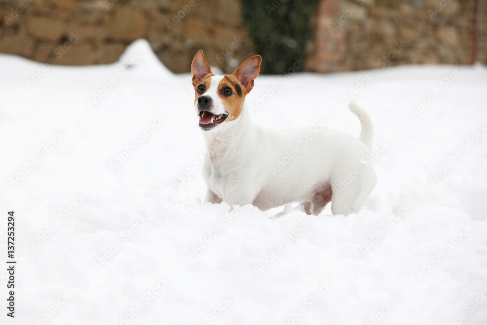 Jack russell terrier moving in winter - obrazy, fototapety, plakaty 
