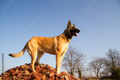 A Malinois standing on a pile of stone