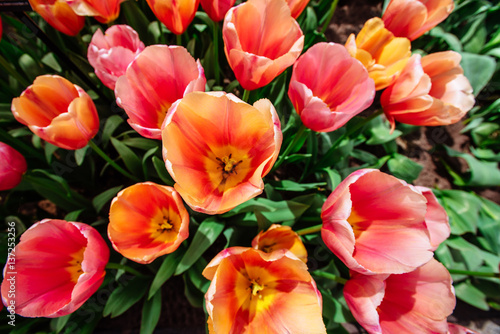 Flower field with colorful tulips. Tulipa Ace pink .