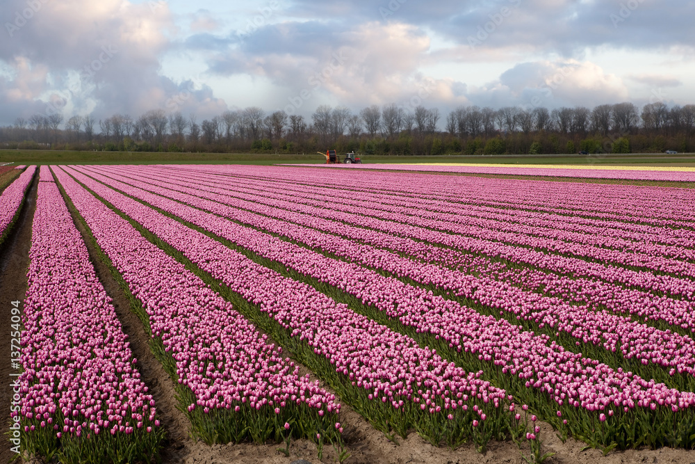 Holland at dawn in springtime