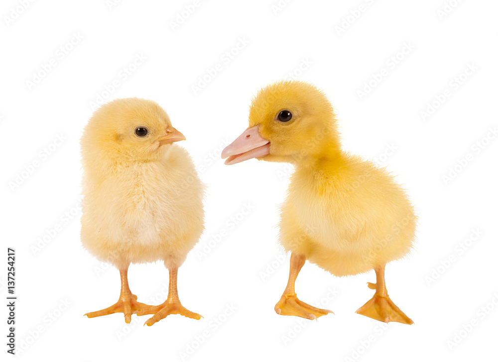 Easter chick and duckling Easter chick and duckling