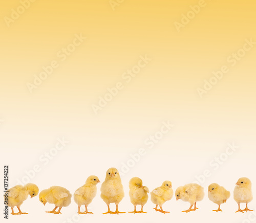 Fotografering Easter border with chicks