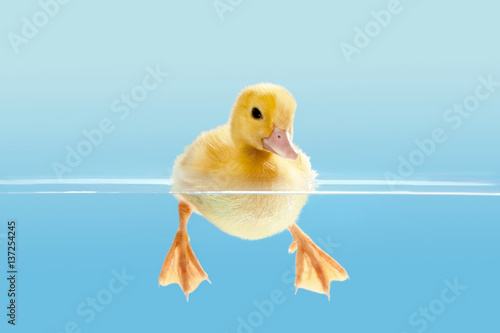 Bilde på lerret Duckling swimming for the first time