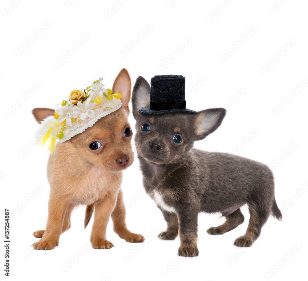 Dog wedding Dog wedding