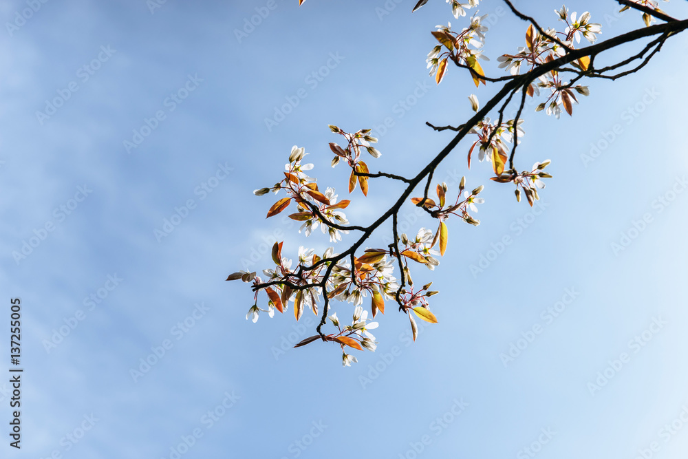Beautiful pink spring flowers magnolia on a tree branch Beautiful pink spring flowers magnolia on a tree branch
