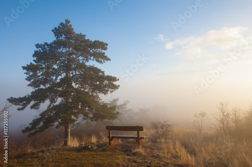 Forest, bench and fog at sunset landscape